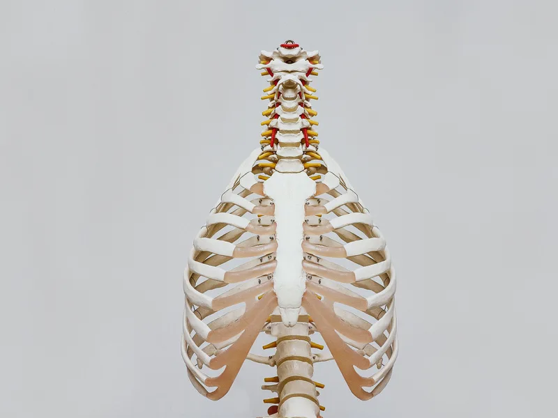 How X-Rays works at Essential Life Chiropractic